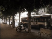 in the shade of ficus / ***
