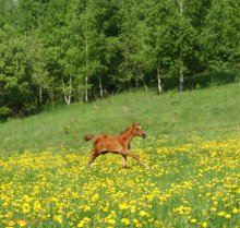 Spring / ***