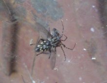 Lunch spider. / ***