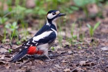 Great Spotted Woodpecker / ***