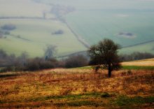 ... and sheep in the distance / .....