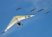 Flying geese / .....