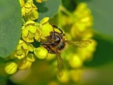 bee / ***
