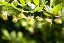 Barberry / !!!!!