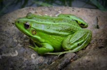 Amphibian / ***