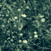 In a country of flowers / *****
