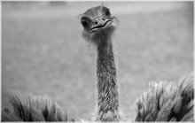 Who are you? / ***