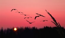 Following the Sun / ***