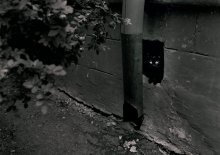 Black cat in a black box / ***