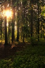 Walk in the Woods / ***