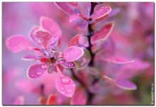 Barberry / ***
