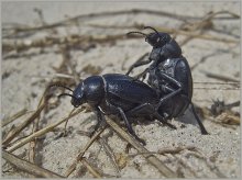 From the Life of beetles / ***