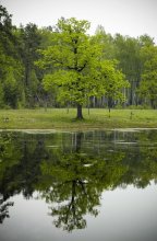 Reflections / ----------------