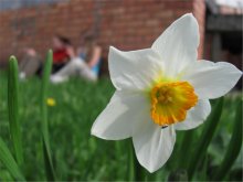 Narcissus / ***