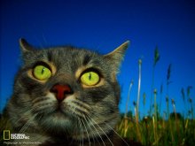 An ordinary cat / Samsung S500