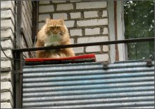 &quot;Halt, who goes there?!&quot; / ***
