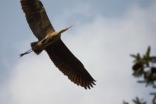 Flight / ***