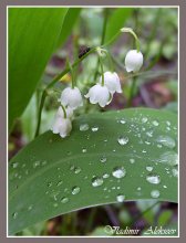 "........ A bright May hello / ***