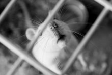 curiosity / ***