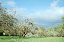Butterflies fly awakens the quiet meadow in the sun ... / ***