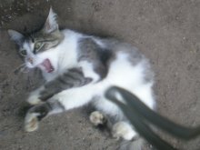 Ich prallte gegen den Kater / ***