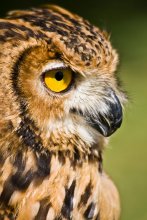 Eule / &quot;The Owl that calls upon the night speaks the unbeliever's fright.&quot;~William Blake