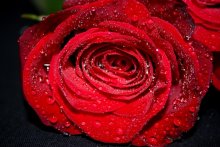 Rosa / ***