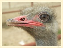 Ostrich / ***