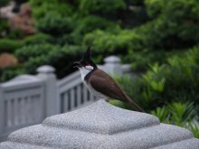 Feathered Emperor Garden City / ***