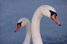 Gentle birds / ***