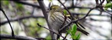 siskin / ***