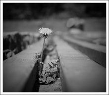 Dandelion Depression / ***