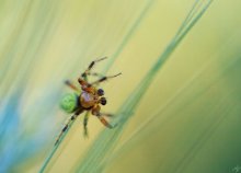 about spider / ----------------------