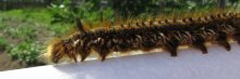 caterpillar. / ***