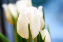 Spring / ***