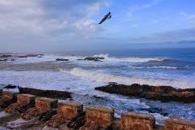 Between clouds and the sea, proudly flies Petrel / ***