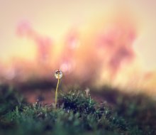 LOST AND FORGOTTEN / ........................