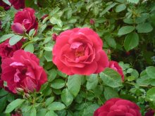 Rosebush / no comments