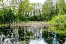 Teich / ***