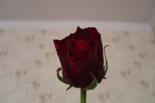 rose / no comment
