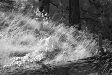 Breeze / ***