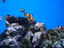 Underwater World / ***