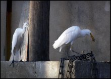 envious heron / ***