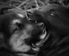 Werewolf love / ***