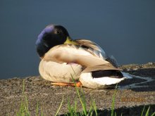 Ente / ***