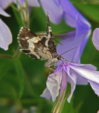 Moth / ***