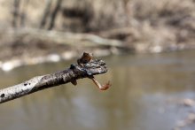 inhabitants of the pond / ***