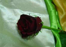 rose / ***