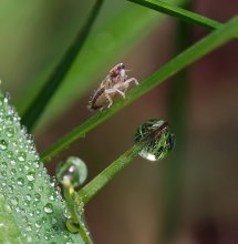Two babes on one of nature ... / ***