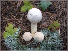 Mushrooms / ***